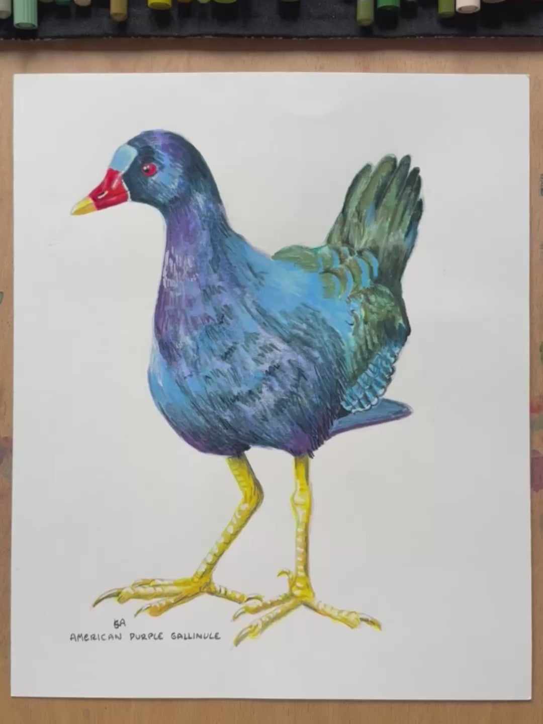 A video zooming in on the American Purple Gallinule bird artwork work. showing the details and textures of the mixed media artwork.