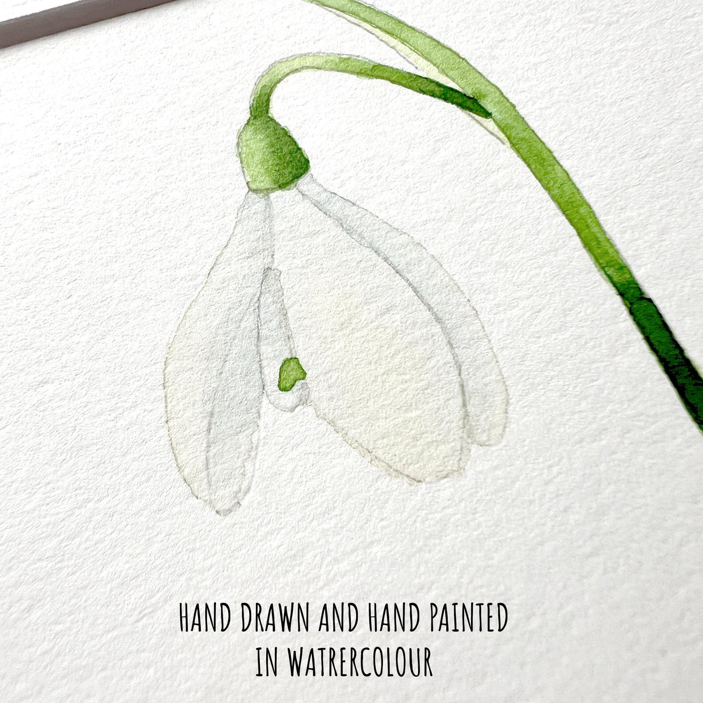 Close-up of delicate white snowdrop blooms and green stems in watercolour