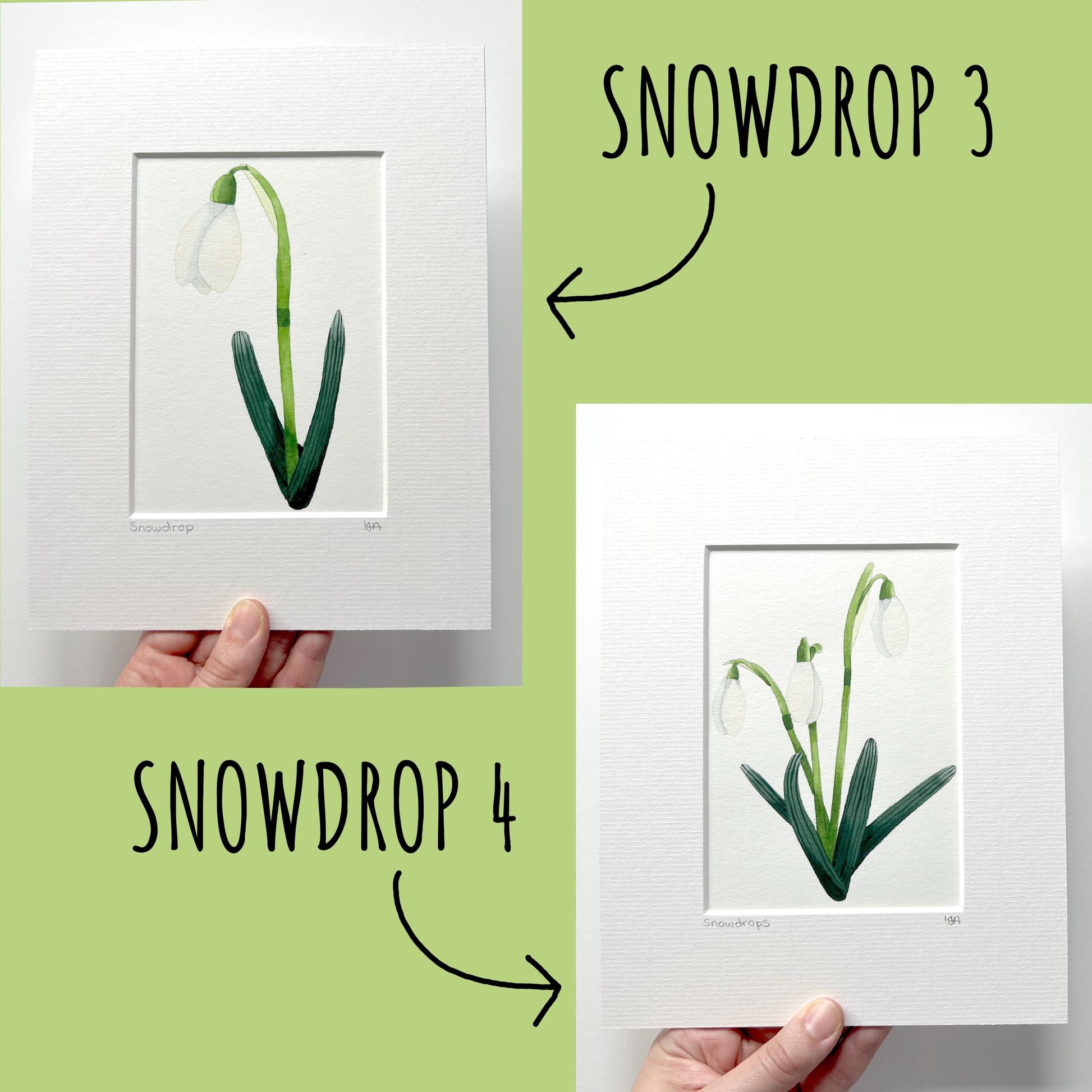 other snowdrop paintings options showing option 3 & 4