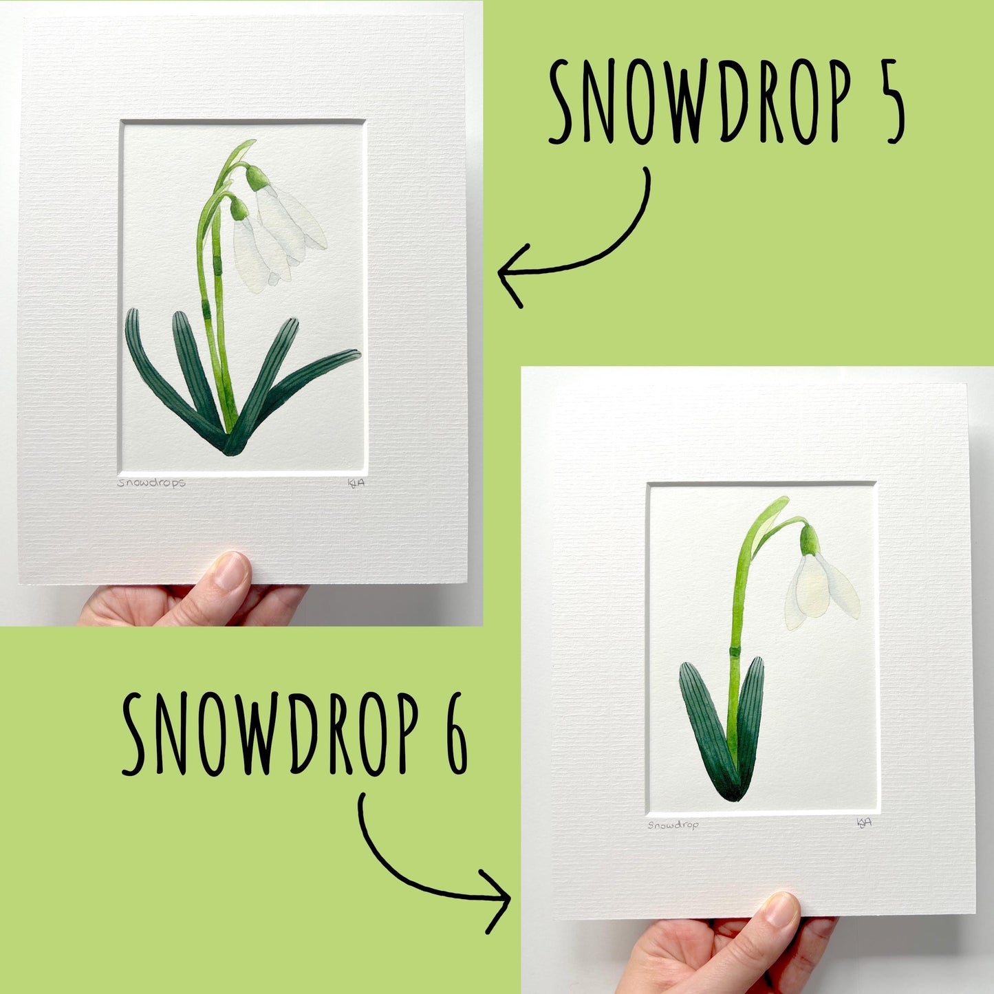 showing the last the options for the snowdrop paintings 5 & 6