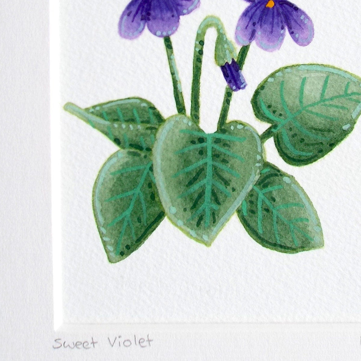 Illustration of sweet violets with green leaves and purple flowers on a white background. close up showing the painted details and textures